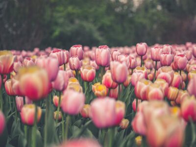 HOLLAND - Deventer Boreelplein 67-69 7411 EH Deventer Phone: 0570 - 74 51 70 info@davines.nl