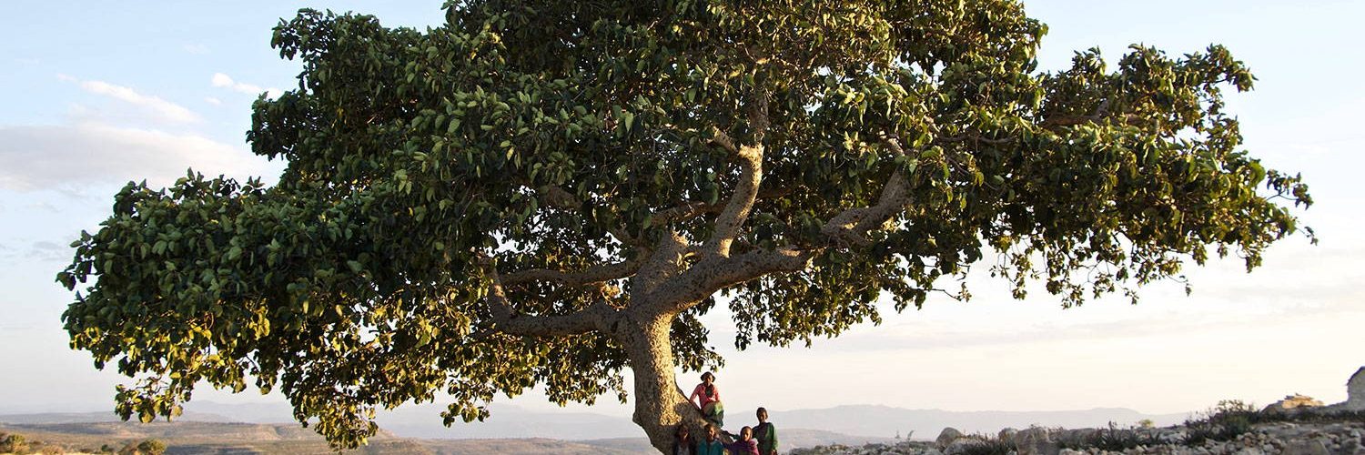 cover ethiotrees